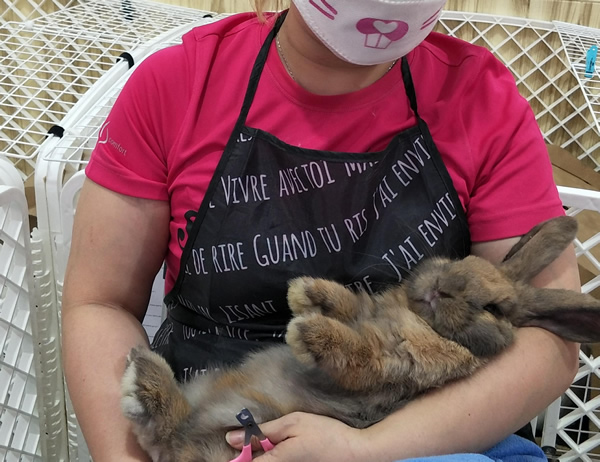 Rabbit grooming deals